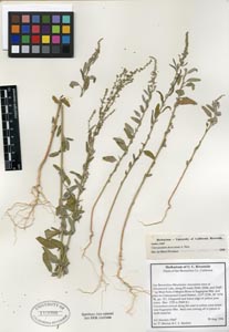 Herbarium Sheet of UCR 113098